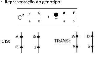 Representação do genótipo: 