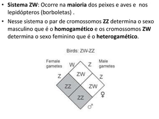 Sistema ZW : Ocorre na  maioria  dos peixes e aves e  nos lepidópteros (borboletas) . Nesse sistema o par de cromossomos  ZZ  determina o sexo masculino que é o  homogamético  e os cromossomos  ZW  determina o sexo feminino que é o  heterogamético . 