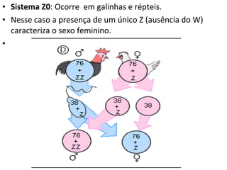Sistema Z0 : Ocorre  em galinhas e répteis. Nesse caso a presença de um único Z (ausência do W) caracteriza o sexo feminino. 