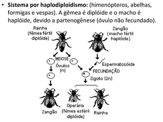 Sistema por haplodiploidismo:  (himenópteros, abelhas, formigas e vespas). A gêmea é diplóide e o macho é haplóide, devido a partenogênese (óvulo não fecundado).  