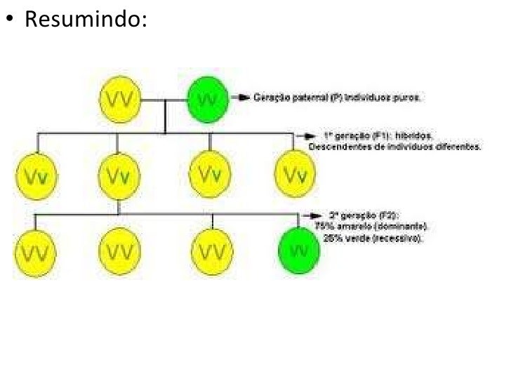 Alguns Genes Só Se Expressam Quando Aparecem Em Homozigose