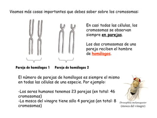Veamos más cosas importantes que debes saber sobre los cromosomas: En casi todas las células, los cromosomas se observan siempre  en parejas . Los dos cromosomas de una pareja reciben el hombre de  homólogos . Pareja de homólogos 1  Pareja de homólogos 2 El número de parejas de homólogos es siempre el mismo en todas las células de una especie. Por ejemplo: Los seres humanos tenemos 23 parejas (en total: 46 cromosomas) La mosca del vinagre tiene sólo 4 parejas (en total: 8 cromosomas) Drosophila melanogaster (mosca del vinagre) 