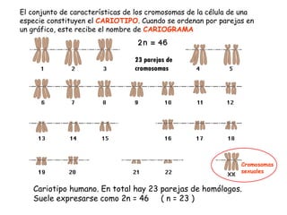 El conjunto de características de los cromosomas de la célula de una especie constituyen el  CARIOTIPO . Cuando se ordenan por parejas en un gráfico, este recibe el nombre de  CARIOGRAMA Cariotipo humano. En total hay 23 parejas de homólogos. Suele expresarse como 2n = 46  ( n = 23 ) 23 parejas de cromosomas Cromosomas sexuales 