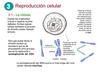 Reproducción celular Cuando los organismos crecen o reparan tejidos dañados, forman nuevas células mediante el proceso de división celular llamado mitosis.  3.1.-   La mitosis Para que pueda darse la división nuclear es necesario que se de previamente otro proceso, que es la replicación o  autoduplicación del ADN . Observa el dibujo durante un buen rato. Se trata de una animación que, tras acabar (células hijas), vuelve a empezar (célula madre), formando un ciclo. Del mismo modo, la vida de una célula real es un  ciclo . Fíjate que las dos cromátidas de un cromosoma terminan separándose y repartiéndose a las células hijas La autoduplicación del ADN ocurre al final etapa del ciclo celular llamada  interfase . 3 