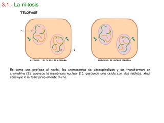 3.1.-   La mitosis Es como una profase al revés, los cromosomas se desespiralizan y se transforman en cromatina (2); aparece la membrana nuclear (1), quedando una célula con dos núcleos. Aquí concluye la mitosis propiamente dicha. TELOFASE 