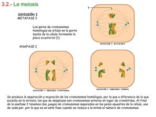 3.2.-   La meiosis DIVISIÓN I METAFASE I  Los pares de cromosomas homólogos se sitúan en la parte media de la célula formando la placa ecuatorial (1). ANAFASE I  Se produce la separación y migración de los cromosomas homólogos, por lo que a diferencia de lo que sucedía en la mitosis, los que se desplazan son cromosomas enteros en lugar de cromátidas. Al final de la anafase I tenemos dos juegos de cromosomas separados en los polos opuestos de la célula, uno de cada par, por lo que es en esta fase cuando se reduce a la mitad el número de cromosomas. 