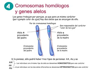 Cromosomas homólogos y genes alelos Los genes trabajan por parejas, ya que para un mismo carácter (por ejemplo color de ojos) hay dos alelos que se encargan de ello. Alelo  A  procedente del padre Alelo  a  procedente de la madre Cromosoma procedente del padre Cromosoma procedente de la madre Par de cromosomas homólogos Gen responsable del carácter “color de los ojos” Si lo piensas, sólo podrá haber tres tipos de personas: AA, Aa y aa AA aa Aa Los individuos con el mismo tipo de alelo se denominan  HOMOCIGOTOS  para ese carácter Los individuos con los dos alelos diferentes se denominas  HETEROCIGOTOS  para ese carácter 4 