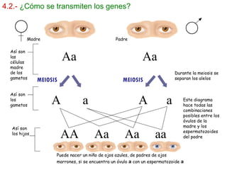 4.2.-   ¿Cómo se transmiten los genes? MEIOSIS MEIOSIS Madre  Padre Así son los gametos Así son las células madre de los gametos Aa  Aa A  a  A  a AA  Aa  Aa  aa Durante la meiosis se separan los alelos Así son los hijos Este diagrama hace todas las combinaciones posibles entre los óvulos de la madre y los espermatozoides del padre Puede nacer un niño de ojos azules, de padres de ojos marrones, si se encuentra un óvulo  a  con un espermatozoide  a 