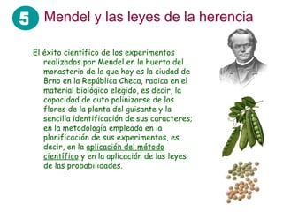 Mendel y las leyes de la herencia El éxito científico de los experimentos realizados por Mendel en la huerta del monasterio de la que hoy es la ciudad de Brno en la República Checa, radica en el material biológico elegido, es decir, la capacidad de auto polinizarse de las flores de la planta del guisante y la sencilla identificación de sus caracteres; en la metodología empleada en la planificación de sus experimentos, es decir, en la  aplicación del método científico  y en la aplicación de las leyes de las probabilidades.  5 