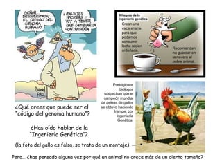 ¿Qué crees que puede ser el “código del genoma humano”? ¿Has oído hablar de la “Ingeniería Genética”? (la foto del gallo es falsa, se trata de un montaje) Pero… ¿has pensado alguna vez por qué un animal no crece más de un cierto tamaño? Crean una vaca enana para que podamos consumir leche recién ordeñada. Recomiendan no guardar en la nevera al pobre animal. Prestigiosos biólogos sospechan que el campeón mundial de peleas de gallos se obtuvo haciendo trampa, por Ingeniería Genética. 