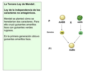 La Tercera Ley de Mendel: .  Ley de la independencia de los caracteres no antagónicos.   Mendel se planteó cómo se heredarían dos caracteres. Para ello cruzó guisantes amarillos lisos con guisantes verdes rugosos.  En la primera generación obtuvo guisantes amarillos lisos. X AABB aabb AB ab AaBb P F1 Gametos 