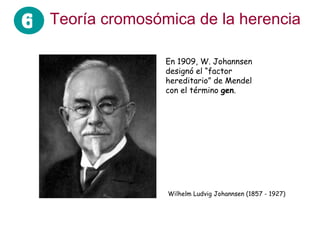 Teoría cromosómica de la herencia En 1909, W. Johannsen designó el “factor hereditario” de Mendel con el término  gen . Wilhelm Ludvig Johannsen (1857 - 1927)  6 