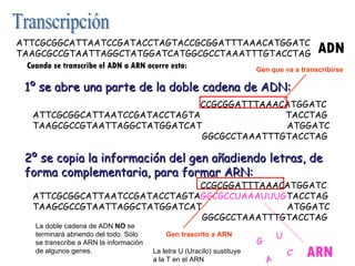 1º se abre una parte de la doble cadena de ADN: 2º se copia la información del gen añadiendo letras, de forma complementaria, para formar ARN: ATTCGCGGCATTAATCCGATACCTAGTACCGCGGATTTAAACATGGATC TAAGCGCCGTAATTAGGCTATGGATCATGGCGCCTAAATTTGTACCTAG Cuando se transcribe el ADN a ARN ocurre esto: ATTCGCGGCATTAATCCGATACCTAGTA CCGCGGATTTAAACATGGATC ATTCGCGGCATTAATCCGATACCTAGTA  TACCTAG TAAGCGCCGTAATTAGGCTATGGATCAT  ATGGATC TAAGCGCCGTAATTAGGCTATGGATCAT GGCGCCTAAATTTGTACCTAG La doble cadena de ADN  NO  se terminará abriendo del todo. Sólo se transcribe a ARN la información de algunos genes. ADN ATTCGCGGCATTAATCCGATACCTAGTA CCGCGGATTTAAACATGGATC ATTCGCGGCATTAATCCGATACCTAGTA GGCGCCUAAAUUUG TACCTAG TAAGCGCCGTAATTAGGCTATGGATCAT  ATGGATC TAAGCGCCGTAATTAGGCTATGGATCAT GGCGCCTAAATTTGTACCTAG C G U A La letra U (Uracilo) sustituye a la T en el ARN ARN Gen trascrito a ARN Gen que va a transcribirse Transcripción 