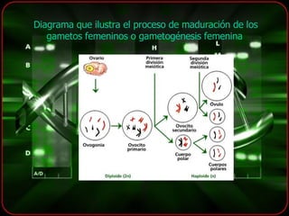 Diagrama que ilustra el proceso de maduración de los gametos femeninos o gametogénesis femenina   