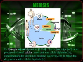 MEIOSIS   En  biología ,  meiosis  (proviene del latín “hacer mas pequeño”) es un proceso divisional  celular  , en el cuál una célula diploide (2n), experimentará dos divisiones celulares sucesivas, con la capacidad de generar cuatro células haploide (n). 