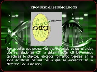 CROMOSOMAS HOMOLOGOS Son aquellos que poseen idéntica secuencia de genes alelos que se relacionan con la determinación de los mismos caracteres fenotípicos, ubicados formando 'parejas' en la zona ecuatorial de una célula que se encuentra en la Metafase I de la meiosis ]  