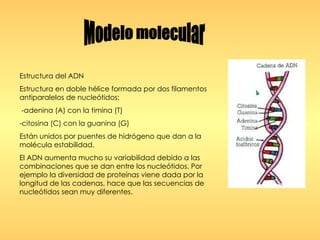 Modelo molecular Estructura del ADN  Estructura en doble hélice formada por dos filamentos antiparalelos de nucleótidos: -adenina (A) con la timina (T) -citosina (C) con la guanina (G) Están unidos por puentes de hidrógeno que dan a la molécula estabilidad. El ADN aumenta mucho su variabilidad debido a las combinaciones que se dan entre los nucleótidos. Por ejemplo la diversidad de proteínas viene dada por la longitud de las cadenas, hace que las secuencias de nucleótidos sean muy diferentes. 