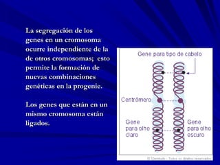 La segregación de los genes en un cromosoma ocurre independiente de la  de otros cromosomas;  esto permite la formación de  nuevas combinaciones  genéticas en la progenie. Los genes que están en un  mismo cromosoma están  ligados. 