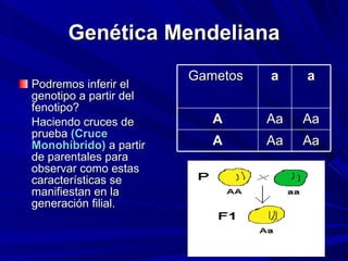 Genética Mendeliana Podremos inferir el genotipo a partir del fenotipo? Haciendo cruces de prueba  (Cruce Monohíbrido)  a partir de parentales para observar como estas características se manifiestan en la generación filial. Gametos  a a A Aa Aa A Aa Aa 