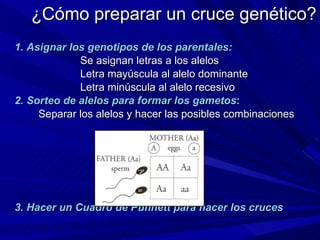 ¿Cómo preparar un cruce genético? 1.   Asignar los genotipos de los parentales: Se asignan letras a los alelos Letra mayúscula al alelo dominante Letra minúscula al alelo recesivo 2.   Sorteo de alelos para formar los gametos : Separar los alelos y hacer las posibles combinaciones 3. Hacer un Cuadro de Punnett para hacer los cruces 