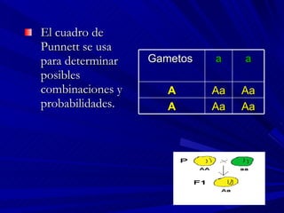 El cuadro de Punnett se usa para determinar posibles combinaciones y probabilidades.  Gametos  a a A Aa Aa A Aa Aa 