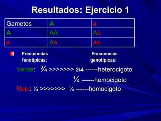 Resultados: Ejercicio 1 Frecuencias   Frecuencias  fenotípicas:  genotípicas: Verde :  ¾  >>>>>>>  2/4  ------heterocigoto ¼  ------homocigoto Rojo : ¼ >>>>>>>  ¼ ------homocigoto Gametos A a A AA A a a A a aa 