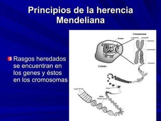 Principios de la herencia Mendeliana Rasgos heredados se encuentran en los genes y éstos en los cromosomas 