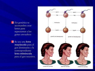 En genética se acostumbra usar letras para representar a los genes envueltos: Se usa una  letra mayúscula  para el gen dominante y la correspondiente  letra minúscula  para el gen recesivo . 