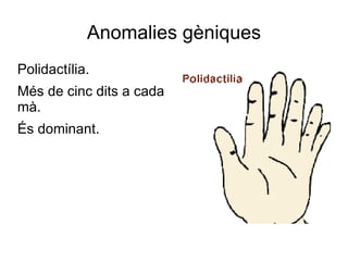 Anomalies gèniques
Polidactília.
Més de cinc dits a cada
mà.
És dominant.
 