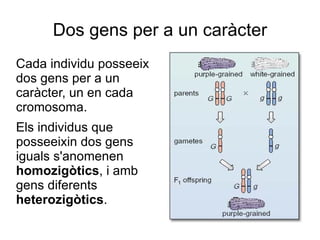 Dos gens per a un caràcter
Cada individu posseeix
dos gens per a un
caràcter, un en cada
cromosoma.
Els individus que
posseeixin dos gens
iguals s'anomenen
homozigòtics, i amb
gens diferents
heterozigòtics.
 