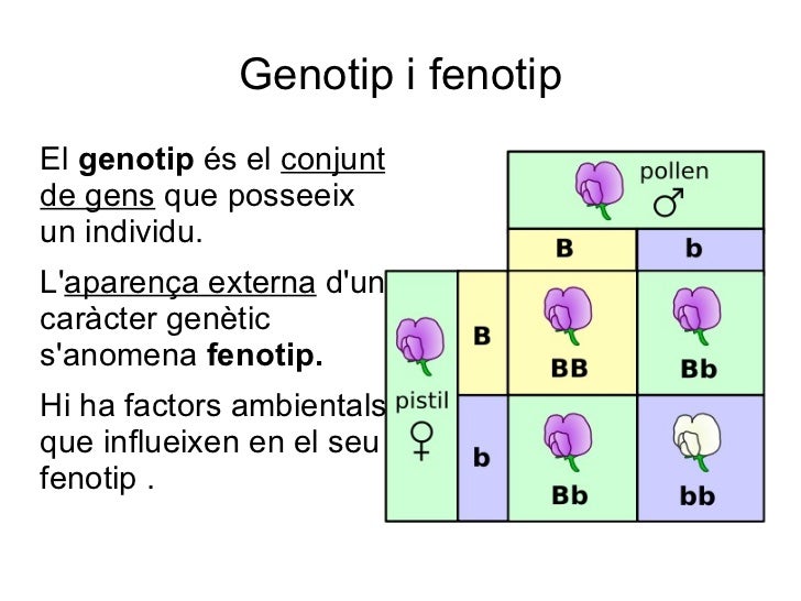 Problemas Genetica Resueltos 4 Eso Genetica 4 ESO
