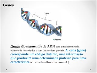 Genes




   Genes são segmentos de ADN com um determinado
   número de nucleótidos e com uma ordem própria. A cada (gene)
   corresponde um código distinto, uma informação
   que produzirá uma determinada proteína para uma
   característica (ex: a cor dos olhos, a cor do cabelo).
 