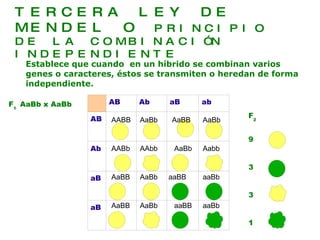 TERCERA LEY DE MENDEL O  PRINCIPIO DE LA COMBINACIÓN INDEPENDIENTE Establece que cuando  en un híbrido se combinan varios genes o caracteres, éstos se transmiten o heredan de forma independiente. AB Ab aB ab AB Ab aB aB 9 3 3 1 F 1  AaBb x AaBb F 2 AABB AaBb AaBB AaBb AABb AAbb AaBb Aabb AaBB AaBb aaBB aaBb AaBB AaBb aaBB aaBb 