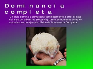 Dominancia completa Un alelo domina o enmascara completamente a otro. El caso del alelo del albinismo (recesivo) ,tanto en humanos como en animales, es un ejemplo clásico de Dominancia Completa. 