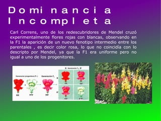 Dominancia Incompleta Carl Correns, uno de los redescubridores de Mendel cruzó experimentalmente flores rojas con blancas, observando en la F1 la aparición de un nuevo fenotipo intermedio entre los parentales , es decir color rosa, lo que no coincidía con lo descripto por Mendel, ya que la F1 era uniforme pero no igual a uno de los progenitores. 