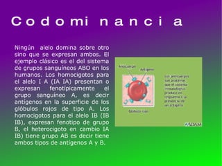 Codominancia Ningún  alelo domina sobre otro sino que se expresan ambos. El ejemplo clásico es el del sistema de grupos sanguíneos ABO en los humanos. Los homocigotos para el alelo I A (IA IA) presentan o expresan fenotípicamente el grupo sanguíneo A, es decir antígenos en la superficie de los glóbulos rojos de tipo A. Los homocigotos para el alelo IB (IB IB), expresan fenotipo de grupo B, el heterocigoto en cambio IA IB) tiene grupo AB es decir tiene ambos tipos de antígenos A y B. 