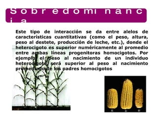 Sobredominancia Este tipo de interacción se da entre alelos de características cuantitativas (como el peso, altura, peso al destete, producción de leche, etc.), donde el heterocigoto es superior numéricamente al promedio entre ambas líneas progenitoras homocigotos. Por ejemplo el peso al nacimiento de un individuo heterocigoto será superior al peso al nacimiento promediado de los padres homocigotos 