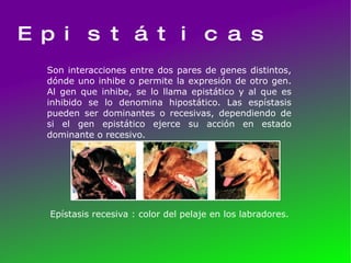 Epistáticas Son interacciones entre dos pares de genes distintos, dónde uno inhibe o permite la expresión de otro gen. Al gen que inhibe, se lo llama epistático y al que es inhibido se lo denomina hipostático. Las espístasis pueden ser dominantes o recesivas, dependiendo de si el gen epistático ejerce su acción en estado dominante o recesivo.  Epístasis recesiva : color del pelaje en los labradores.  
