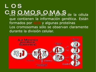Los cromosomas son las partes de la célula que contienen la información genética. Están formados por  ADN  y algunas proteínas Los cromosomas sólo se observan claramente durante la división celular. LOS CROMOSOMAS 