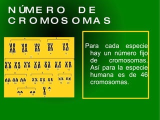 NÚMERO DE CROMOSOMAS Para cada especie hay un número fijo de cromosomas. Así para la especie humana es de 46 cromosomas.  