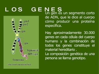 LOS GENES Un gen es un segmento corto de  ADN , que le dice al cuerpo cómo producir una proteína específica.  Hay aproximadamente 30.000 genes en cada célula del cuerpo humano y la combinación de todos los genes constituye el material hereditario . La composición genética de una persona se llama genotipo. 