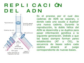 REPLICACIÓN DEL ADN Es el proceso por el cual dos cadenas de ADN se separan, y donde cada una ayuda a duplicar una nueva cadena. Durante la reproducción, la doble hélice del ADN se desenrolla y se duplica para pasar información genética a la siguiente generación. Debido a que las bases siempre forman pares establecidos (AT y CG), la secuencia de bases sobre cada cadena atraerá al juego correspondiente de nuevas bases.  