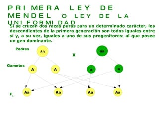 Padres Gametos   F 1 X PRIMERA LEY DE MENDEL  O LEY DE LA UNIFORMIDAD Si se cruzan dos razas puras para un determinado carácter, los descendientes de la primera generación son todos iguales entre sí y, a su vez, iguales a uno de sus progenitores: al que posee un gen dominante. AA aa A A a a Aa Aa Aa Aa 