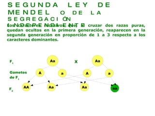 SEGUNDA LEY DE MENDEL  O DE LA SEGREGACIÓN INDEPENDIENTE F 1 Gametos   de F 1 F 2 Los caracteres recesivos que, al cruzar dos razas puras, quedan ocultos en la primera generación, reaparecen en la segunda generación en proporción de 1 a 3 respecto a los caracteres dominantes. X Aa Aa A a A a AA Aa Aa aa 