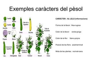 Exemples caràcters del pèsol
CARÀCTER : AL·LELS (informacions)
Forma de la llavor: llisa-rugosa
Color de la llavor: verda-groga
Color de la flor: blanc-porpra
Posició de les flors: axial-terminal
Mida de les plantes: normal-nana
 
