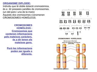 ORGANISME DIPLOIDE:
Individu que té doble dotació cromosòmica,
és a dir posseeix parelles de cromosomes.
(un del pare i una de la mare)
Aquests dos cromosomes s’anomenen
CROMOSOMES HOMÒLEGS.
CROMOSOMES
HOMÒLEGS :
Cromosomes que
contenen informacions
pels mateixos caràcters,
és a dir tenen els
mateixos gens.
Però les informacions
poden ser iguals o
diferents.
 