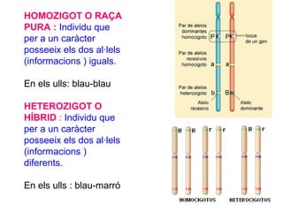 HOMOZIGOT O RAÇA
PURA : Individu que
per a un caràcter
posseeix els dos al·lels
(informacions ) iguals.
En els ulls: blau-blau
HETEROZIGOT O
HÍBRID : Individu que
per a un caràcter
posseeix els dos al·lels
(informacions )
diferents.
En els ulls : blau-marró
 
