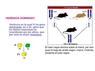 HERÈNCIA DOMINANT:
Herència en la qual hi ha gens
dominants, es a dir, gens que
no deixen expressar-se
(manifestar-se) als altres, que
per això es diuen recessius.
El color negre domina sobre el marró, per tant
quan hi hagi els al·lels negre i marró, l’individu
presenta el color negre.
 