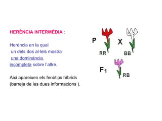 HERÈNCIA INTERMÈDIA :
Herència en la qual
un dels dos al·lels mostra
una dominància
incompleta sobre l’altre.
Així apareixen els fenòtips híbrids
(barreja de les dues informacions ).
 