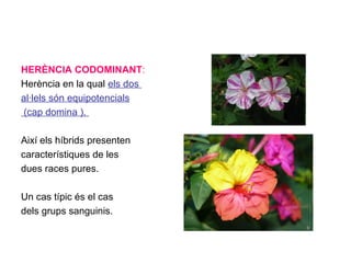 HERÈNCIA CODOMINANT:
Herència en la qual els dos
al·lels són equipotencials
(cap domina ).
Així els híbrids presenten
característiques de les
dues races pures.
Un cas típic és el cas
dels grups sanguinis.
 